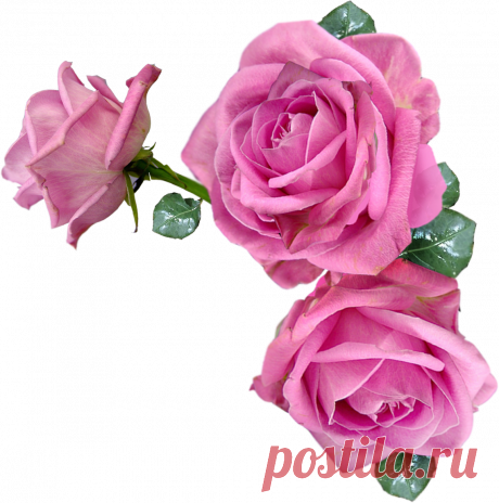 разные красивые детали на прозрачном фоне: 19 тыс изображений найдено в Яндекс.Картинках