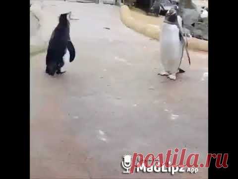Забавный пингвин - Видео