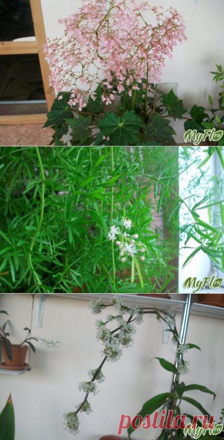 (+1) тема - Редкое цветение аспарагуса, золотого уса, бегонии | САД НА ПОДОКОННИКЕ