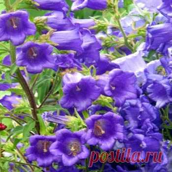 Canterbury Bells Seed - Campanula Medium Blue Flower Seeds