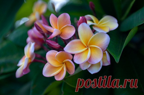 Плюмерия: фото, советы и рекомендации по уходу | flori-da.ru