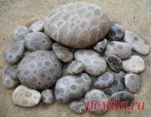 Камень Петоски (Petoskey stone) | ТАЙНЫ ПЛАНЕТЫ ЗЕМЛЯ