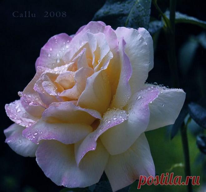 О, царственная, как Вы хороша,
При свете солнца, на закате дня,
Я созерцаю Вас на утренней заре,
Роса слезинкой замерла в листве.