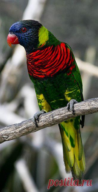 In the Australian forest... | Flickr - Photo Sharing!