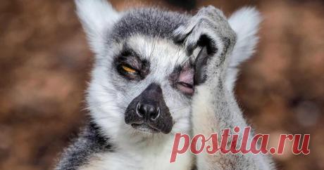 Фотограф из Мельбурна заснял страдающего от похмелья лемура Фотограф-любитель Питер Стоун отправился в зоопарк Мельбурна, чтобы поснимать милых резвящихся лемуров. Но один из зверьков выглядел так, будто расплачивался за бурную ночь на крутой тусовке. Питер уж...