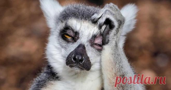 Фотограф из Мельбурна заснял страдающего от похмелья лемура Фотограф-любитель Питер Стоун отправился в зоопарк Мельбурна, чтобы поснимать милых резвящихся лемуров. Но один из зверьков выглядел так, будто расплачивался за бурную ночь на крутой тусовке. Питер уж...