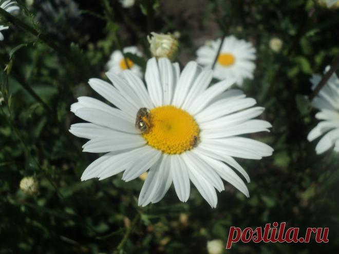 ромашка