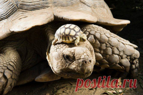 140-летняя мама-черепаха с 5-дневным черепашонком
