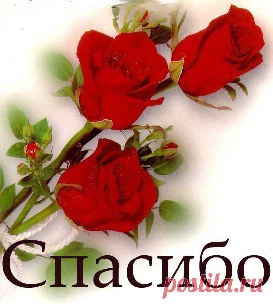 Настойка прополиса: стоит копейки, а лечит на миллион