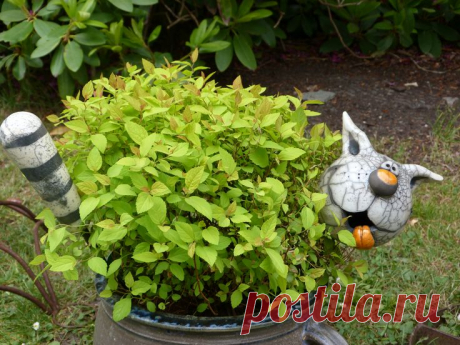 ДАЧНЫЕ УКРАШАЛКИ