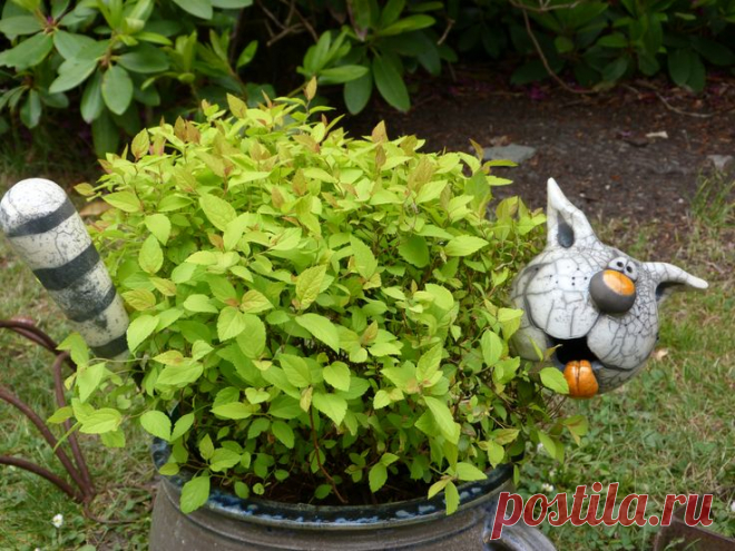 ДАЧНЫЕ УКРАШАЛКИ 
 


 
 



 
 
 
 







