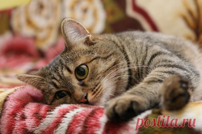 Маленькое приключение Барсика // ОПТИМИСТ