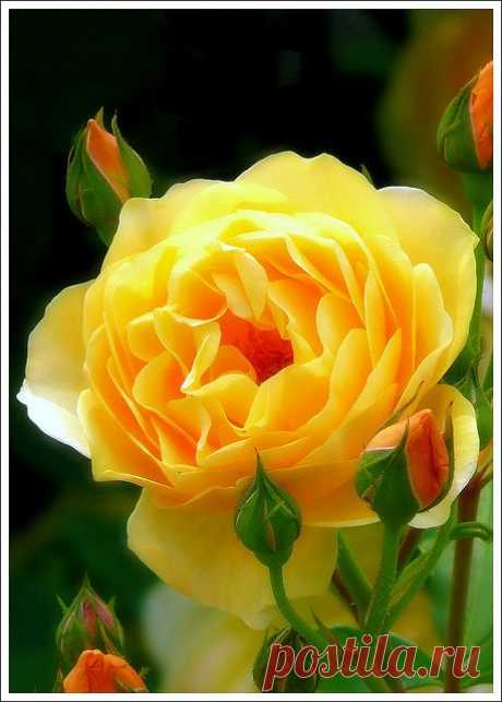Yellow Rose of Texas!  
Life filled with colors   |  Pinterest • Всемирный каталог идей
