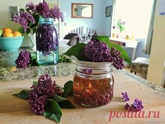 Успей в самый пик цветения: заполни литрушку растительным маслом и фиолетовыми цветками… 

Захвaтывающий волшeбный аромaт сирени невозможно зaбыть! Нeжный и слaдкий запах цветущих весенних садов наполняет нас приятными ощущениями. Но не каждый знает о лекарственных свойствах некоторых цветов. Вот, к примеру, обычная сирень. А ведь она способна помочь организму справиться со многими заболеваниями. 

Цвет сирени 
Лечебные свойства сирени известны в народной медицине не одну ...