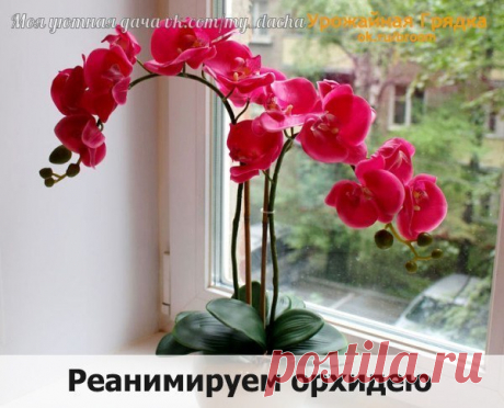 Орхидеи достаточно живучие растения, реанимация возможна, даже если цветок уже без корней. Каким бы плохим не казалось здоровье растения, всегда есть шанс на его спасение. Если все сделать верно, то уже спустя несколько месяцев орхидея пойдет на поправку, и сможет расцвести вновь!

Если ваша орхидея осталась без листьев, высохли цветоносы, то пора делать реанимацию растения как можно скорее! Начать стоит с осмотра корней. Если они покрыты налетом или имеют ярко выраженные ...