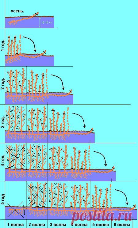 Пошаговая технология выращивания черной смородины и крыжовника