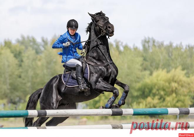 Фото: Конкур. Фотограф Сан Саныч. Спорт - Фотосайт Расфокус.ру