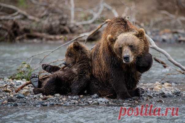 «Беззаботность». Камчатка. Автор фото — Юлия Иванко: nat-geo.ru/photo/user/288729/