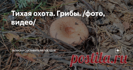 Тихая охота. Грибы. /фото, видео/ Доброго всем!
Сегодня выходной, особых дел запланировано не было, поэтому мы решили съездить за грибами. Единственное, что смущало, дождя небыло уже три дня и в лесу подсохло.
В этом году грибы есть везде, во всех грибных местах, поэтому особо куда ехать мы не выбирали. Одно из ближайших грибных мест называется Уточкина падь, туда мы и поехали.
Но, Толи звезды легли не так или еще чего, но нужный