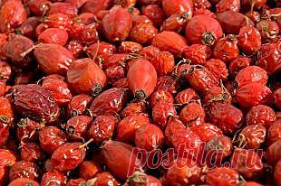 Ягода зимы - шиповник | ПолонСил.ру - социальная сеть здоровья