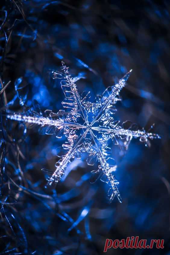 l-eth-e: “ Snowflake {by Pete Tsai} ”  
Snowcrystals  |  Pinterest • Всемирный каталог идей