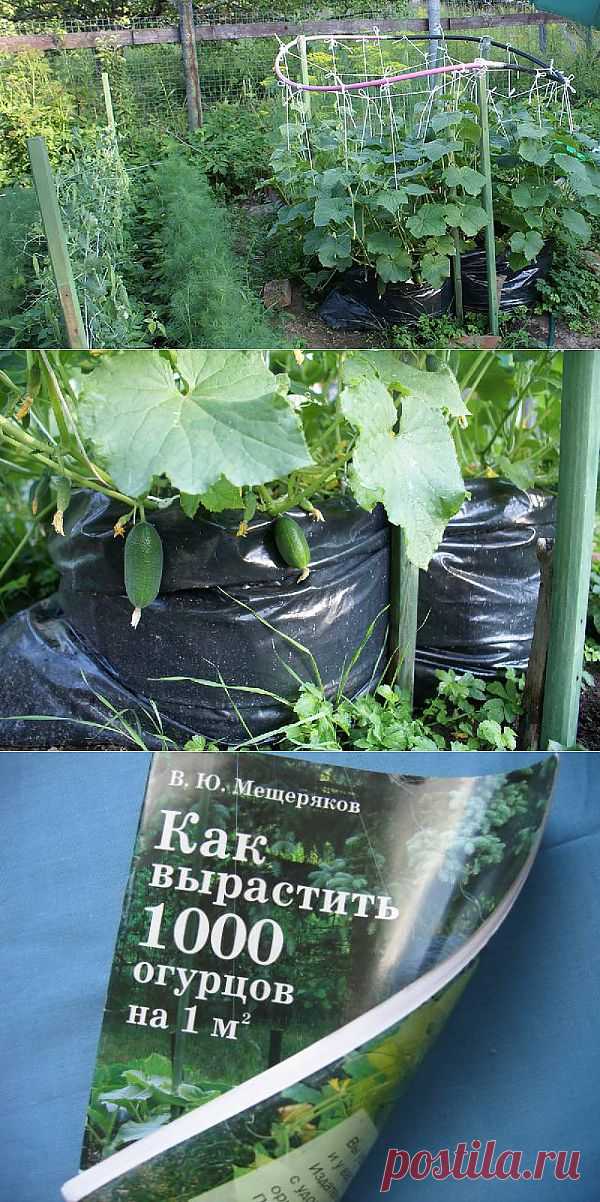 Огурцы из мешка..