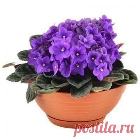 10 растений, которые принесут в Ваш дом любовь - Искусство здоровой жизни