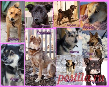 &quot;Помощь Братьям Нашим Меньшим&quot; (Екатеринбург)