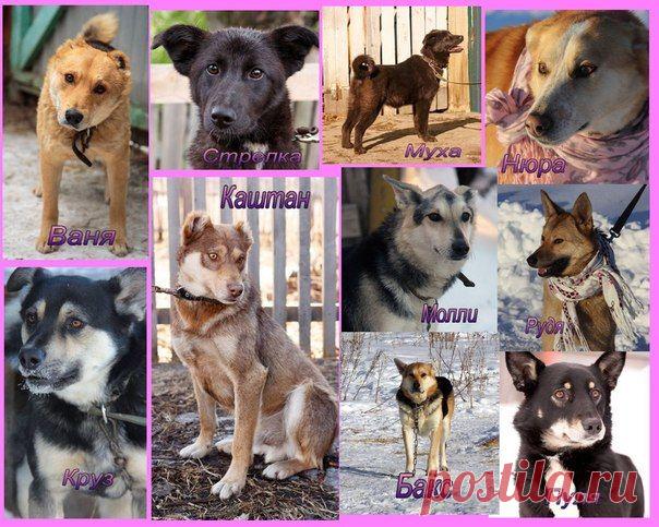 "Помощь Братьям Нашим Меньшим" (Екатеринбург)