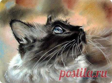 Кошки Paul Knight