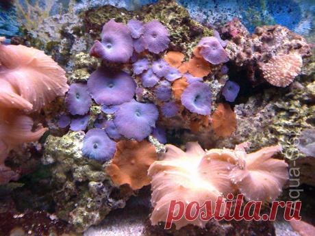 Советы начинающим морским аквариумистам