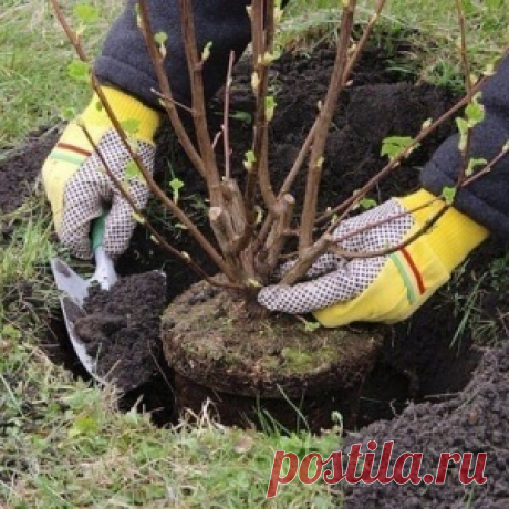 ЛОВИМ УДАЧНЫЕ МОМЕНТЫ ДЛЯ ПЕРЕСАДКИ ДЕРЕВА