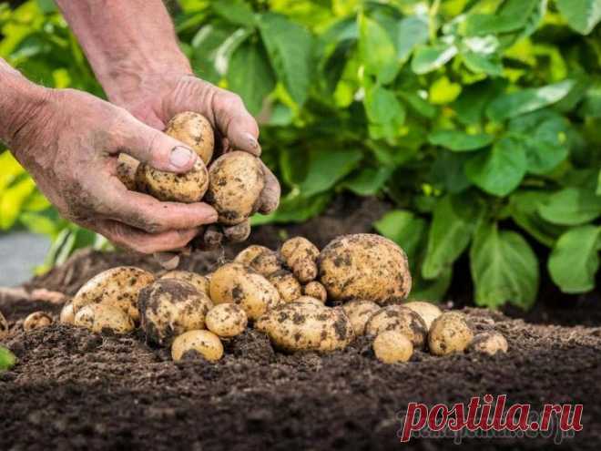 Традиционные и новые способы выращивания картофеля: плюсы и минусы каждого Нет такого огородника, который ни разу в жизни не выращивал бы картофель. Но людям свойственно стремиться во всем к совершенству. Выращивание картофеля – не исключение. Сегодня многие дачники знают, к...
