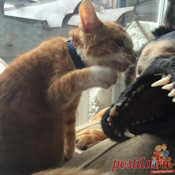 Придумывайте смешные комментарии, друзья! Кто сможет - в стихотворной форме:)