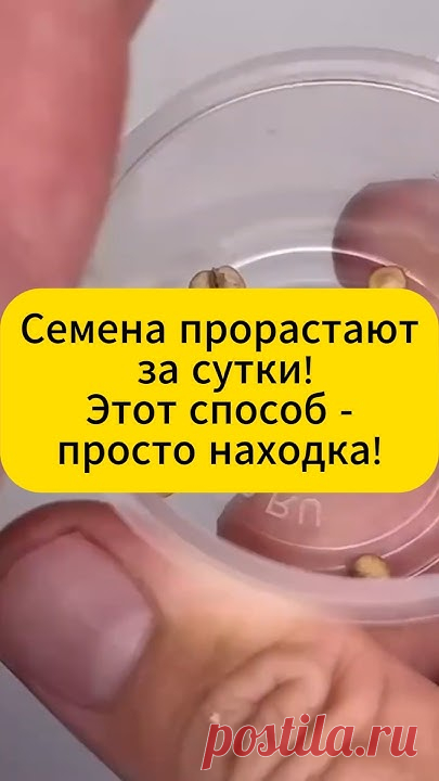 Хотите ускорить прорастание семян? Этот лайфхак просто поразит вас! Семена прорастают за сутки, а иногда и быстрее! Выращивайте рассаду без лишних хлопот и т...