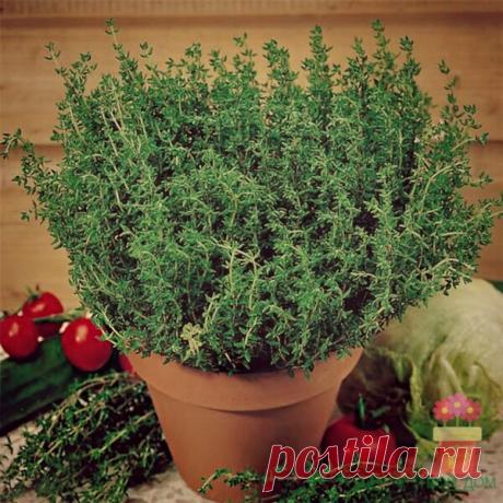 Магическая трава против рака и сахарного диабета | Цветы и Растения :Твой Дом | Яндекс Дзен