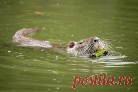 Болотный бобр, или нутрия, в кадре Евы Костромы: nat-geo.ru/community/user/210069