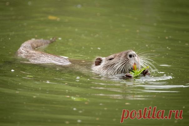 Болотный бобр, или нутрия, в кадре Евы Костромы: nat-geo.ru/community/user/210069