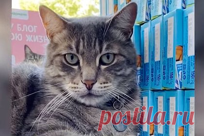 Уволенный из-за доноса кот Сергей сменит место работы. Уволенный из продуктового магазина Зеленоградска из-за доноса кот Сергей нашел новое место работы. Поскольку из-за санитарных норм он никак не может вернуться в магазин, сотрудники владеющей им компании подготовили для кота новую комфортную и безопасную должность в офисе.