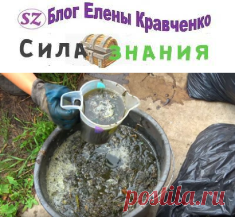 Травяной настой для подкормки растений. Правильный рецепт как сделать удобрение