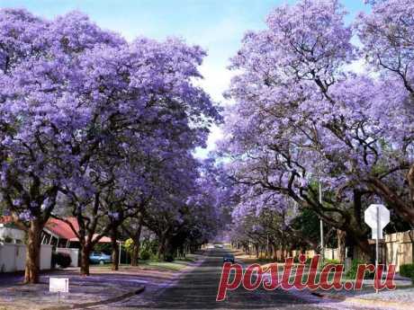 Paulownia FORTUNEI или Павловния Форчуна (семена)