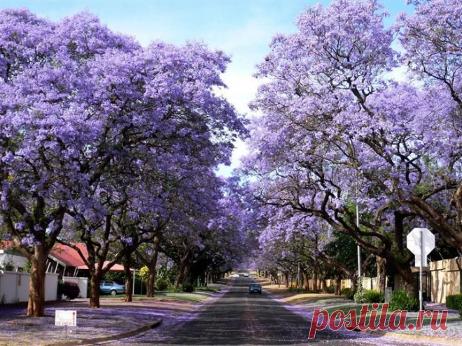 Paulownia FORTUNEI или Павловния Форчуна (семена)