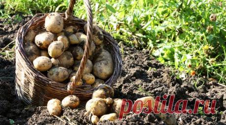 Монофосфат калия - идеальное летнее удобрение Калийные удобрения – главные помощники садовода, мечтающего собрать богатый урожай. Они содержат вещества, необходимые для развития и формирования плодов. В основном выделяют калийные соли, концентрированные калийные удобрения и комплексные калийные удобрения...