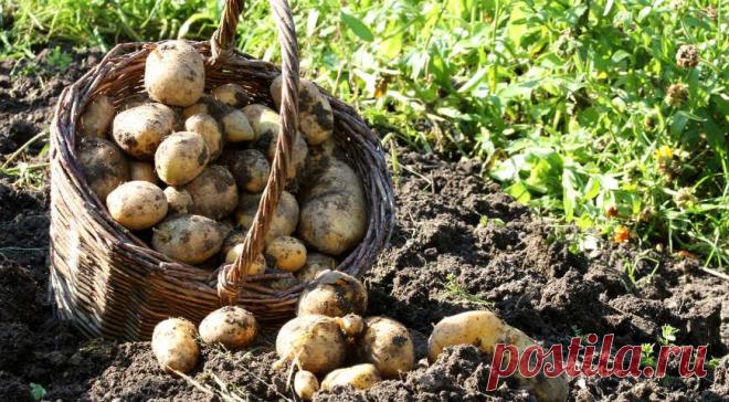 Монофосфат калия - идеальное летнее удобрение Калийные удобрения – главные помощники садовода, мечтающего собрать богатый урожай. Они содержат вещества, необходимые для развития и формирования плодов. В основном выделяют калийные соли, концентрированные калийные удобрения и комплексные калийные удобрения...