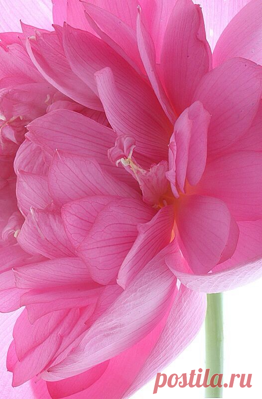 Pinterest