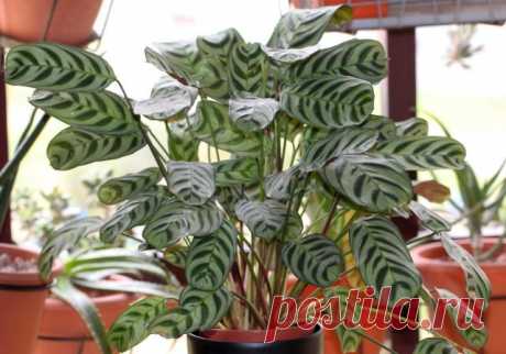 Ктенанта Бурле-Маркси (Ctenanthe burle-marxii)