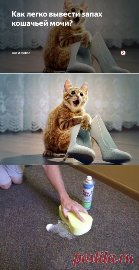 Как легко вывести запах кошачьей мочи? | Кот и Кошка | Яндекс Дзен