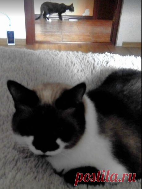 Ксю и Блинчик