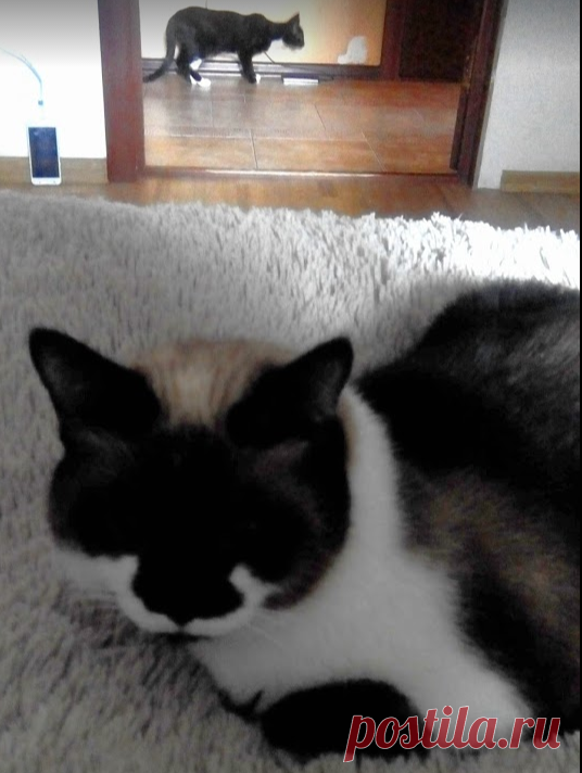 Ксю и Блинчик