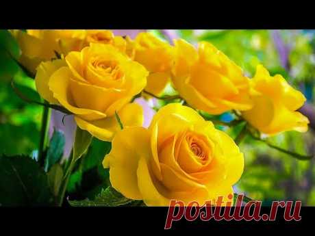 Божественная музыка трогает сердце🌺Одна из лучших и самых волшебных песен о любви🌺Весенние мелодии#4